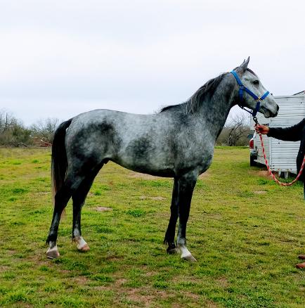 WELCOME ARABIANS HORSE FARM SAN ANTONIO TEXAS